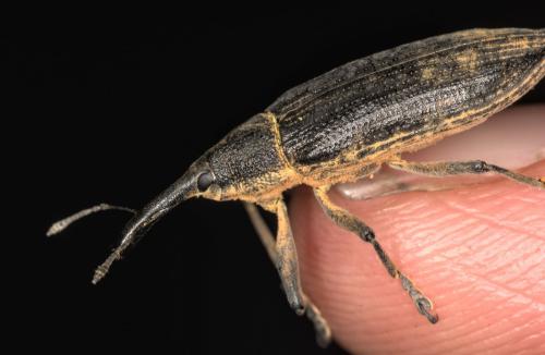 Réf. 328 968 : Lixus iridis